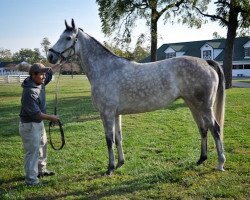 broodmare Winter Memories xx (Thoroughbred, 2008, from El Prado xx)