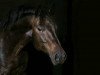 jumper Dance Gun (German Riding Pony, 2009, from D'Acord)