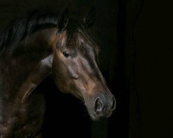 Springpferd Dance Gun (Deutsches Reitpony, 2009, von D'Acord)