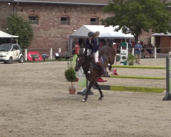 Reitturnier Zweibrücken 2017