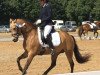 broodmare Soulmate 23 (German Riding Pony,  , from Strahlemann)