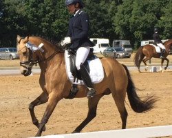 broodmare Soulmate 23 (German Riding Pony,  , from Strahlemann)