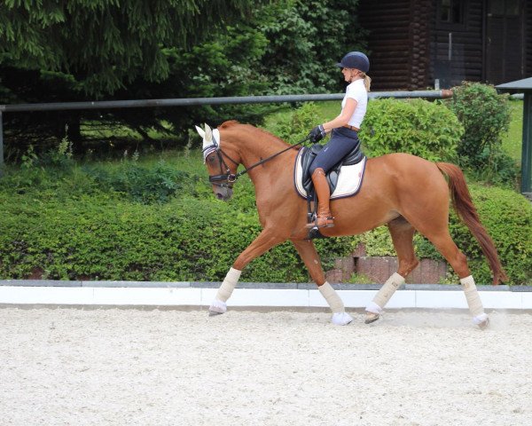 dressage horse Lascar 50 (Westphalian, 2009, from Laurentio)