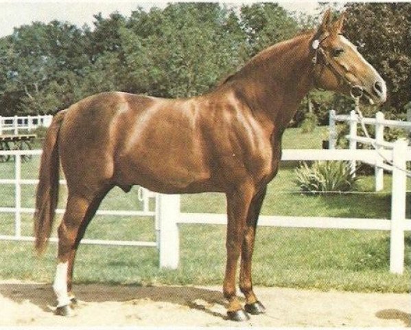 stallion Paleo (FR) (French Trotter, 1959, from Fandango (FR))