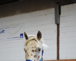 dressage horse Erzenhofs Mikimoto (Knabstrupper, 2010, from Mads af Mesballe)