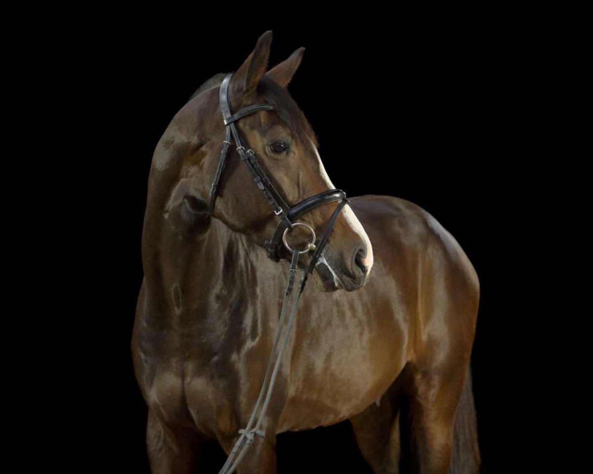 jumper Carat 131 (Holsteiner, 2013, from Catoo)