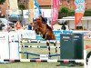 jumper Cante 2 (German Sport Horse, 2011, from Chap 47)