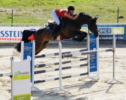 jumper Tira von Worrenberg (Oldenburg show jumper, 2012, from Tornesch)