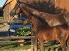 dressage horse Fayano AS (Westphalian, 2018, from Fürst Wilhelm)