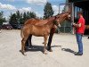 dressage horse Silver Flair (Westphalian, 2018, from Sir Heinrich OLD)