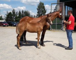 dressage horse Silver Flair (Westphalian, 2018, from Sir Heinrich OLD)