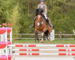 Springpferd Baloubinchen (Oldenburger, 2012, von Balou du Rouet)