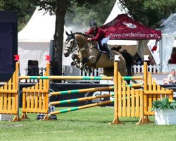 jumper Capello (Hungarian Warmblood, 2007, from Colonado)