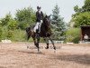 dressage horse Faramond 2 (Oldenburg, 2009, from Fidertanz)