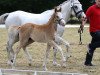 Dressurpferd Harvey das Pony (Deutsches Reitpony, 2018, von Herzkönig NRW)