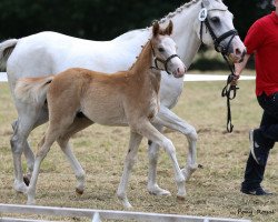 dressage horse Harvey das Pony (German Riding Pony, 2018, from Herzkönig NRW)