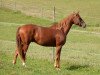 dressage horse Dix 9 (German Sport Horse, 2014, from Demetrius)