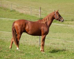 dressage horse Dix 9 (German Sport Horse, 2014, from Demetrius)