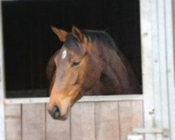 dressage horse Fire-Kiss (Trakehner, 2011, from Herbstbach)