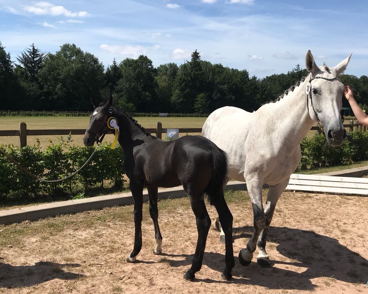 Springpferd Coolbert (Westfale, 2018, von Comme il Faut)
