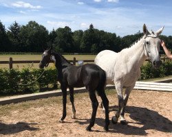 Springpferd Coolbert (Westfale, 2018, von Comme il Faut)