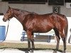 broodmare Bubbler xx (Thoroughbred, 2006, from Distorted Humor xx)