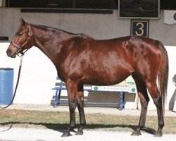 broodmare Bubbler xx (Thoroughbred, 2006, from Distorted Humor xx)