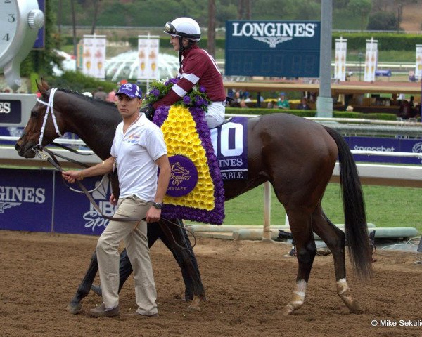 broodmare Untapable xx (Thoroughbred, 2011, from Tapit xx)