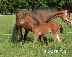 broodmare Rosalie 276 (Westphalian, 2008, from Rock Forever NRW)