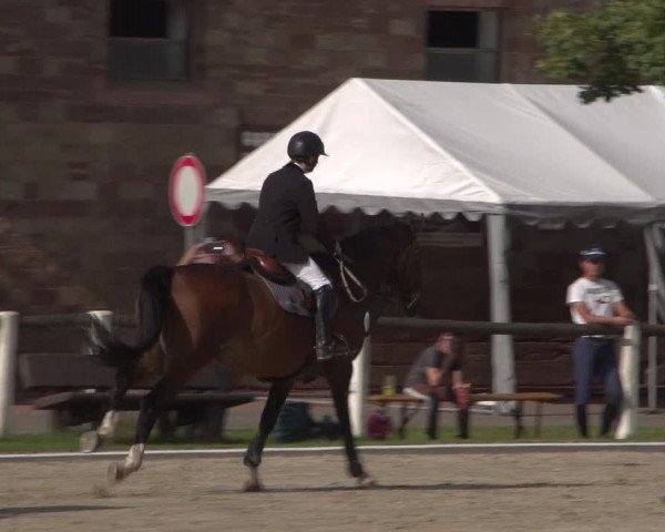 Reitturnier Zweibrücken 2017