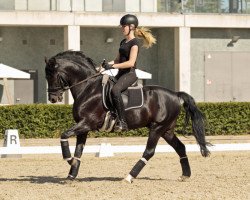 stallion Cappuccino (German Riding Pony, 2006, from Constantin)