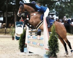 jumper Zamek (Polish Warmblood, 2007, from Zator)