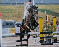 Springpferd Destination CH (Schweizer Warmblut, 2004, von Dressage Royal)