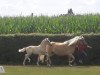 Pferd Ellenborn's Strahlemann (Haflinger, 2018, von Sternenglanz)