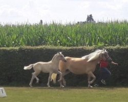 Pferd Ellenborn's Strahlemann (Haflinger, 2018, von Sternenglanz)