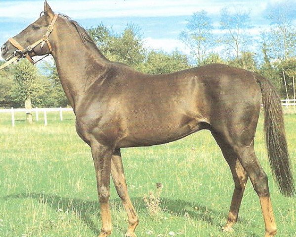 stallion Jefferson xx (Thoroughbred, 1967, from Charlottesville xx)