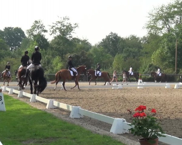 Reitturnier Düren - An der Kuhbrücke 2017