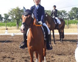 broodmare Little Dream 65 (German Riding Pony, 2009, from Merlin)