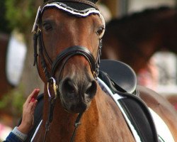 dressage horse Fanjana 2 (Westfale, 2003, from Fürst Piccolo)