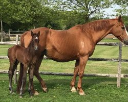 broodmare Cosette van de Smockelaer (Zangersheide riding horse, 2018, from Cape Coral Rbf Z)