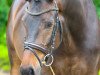 dressage horse Cavaneo (Trakehner, 2013, from E.H. Millennium)