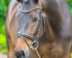 dressage horse Cavaneo (Trakehner, 2013, from E.H. Millennium)