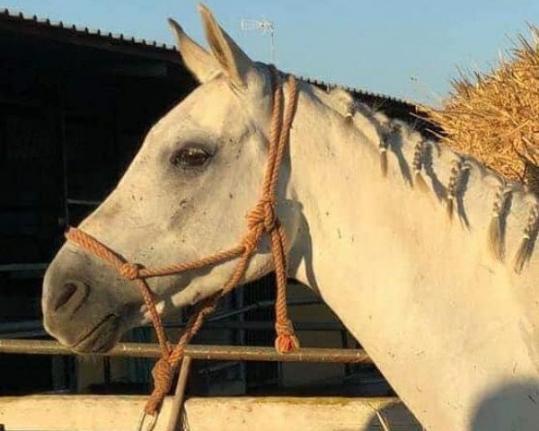 Pferd DANOSA (Hispano-Araber, 2007)