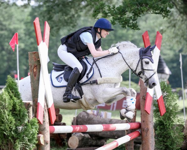 eventing horse Derrivane Finn (Connemara Pony, 2009, from Stradbally Bill)