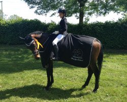 dressage horse La Fayette (Oldenburg show jumper, 2001, from Landcapitol)