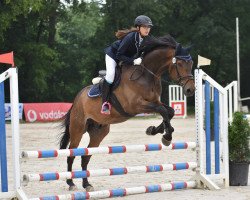 jumper Haronando van de Riethoeve (Belgian Warmblood, 2007, from Nabab de Rêve)