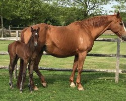 Zuchtstute Pipaix du Hoissoit (Belgisches Warmblut, 1999, von Ksar Sitte)