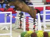 jumper Calio (German Riding Pony, 2014, from Calido G)