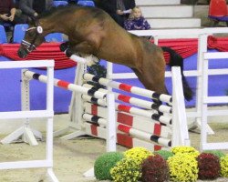 jumper Calio (German Riding Pony, 2014, from Calido G)