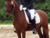 dressage horse Graf Grando WE (German Riding Pony, 2013, from Calido G)